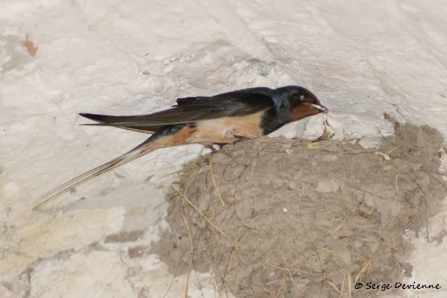 1311Rh30_DSC07791_DxO_GF.jpg - Hirondelle rustique (Château Montmorency à Montigny en Ostrevent)