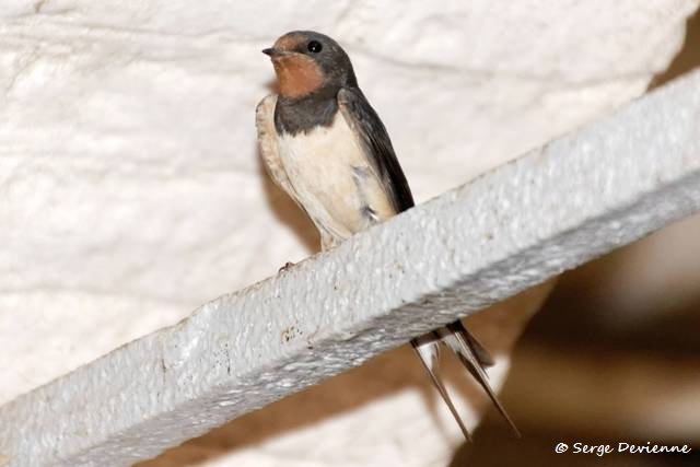 1311Rh42_DSC09868r_dxo_GF.jpg - Hirondelle rustique (Château Montmorency à Montigny en Ostrevent)