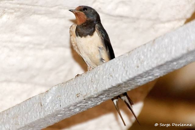 1311Rh44_DSC09869r_dxo_GF.jpg - Hirondelle rustique (Château Montmorency à Montigny en Ostrevent)