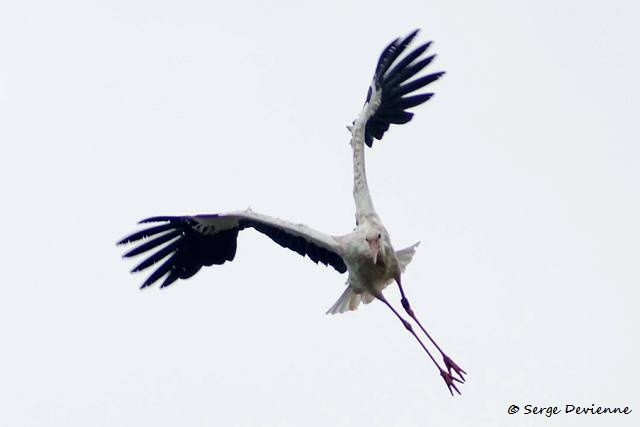 1311Ri12_DSC09204rr_dxo_GF.jpg - Cigogne blanche au Centre Sita de Lewarde (août 2013)