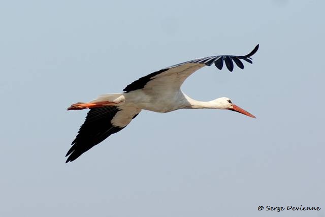 1311Ri38_DSC09939ar_dxo_GF.jpg - Cigogne blanche au Centre Sita de Lewarde (août 2013)