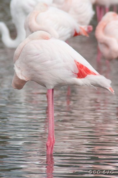 05_Camargue-088.jpg - Flamant rose