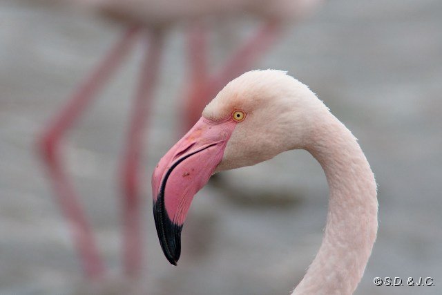 07_Camargue-098.jpg - Flamant rose