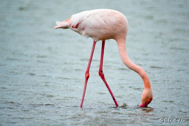 08_Camargue-090.jpg - Flamant rose