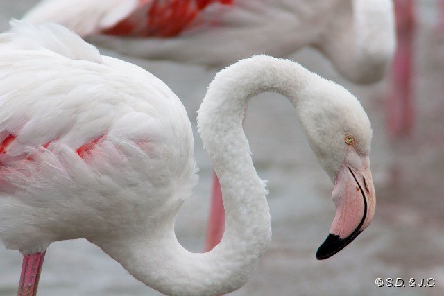 08_Camargue-091.jpg - Flamant rose