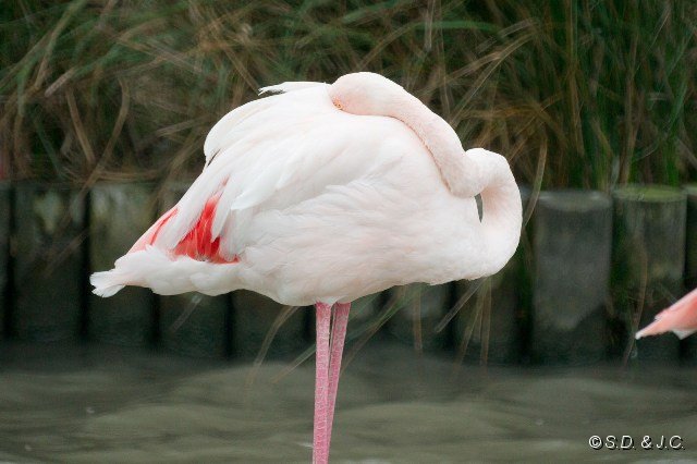 08_Camargue-092.jpg - Flamant rose