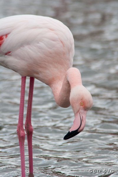 08_Camargue-096.jpg - Flamant rose