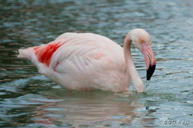 08_Camargue-120.jpg - Flamant rose