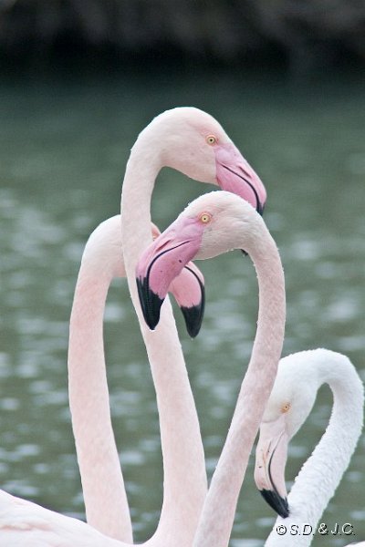 08_Camargue-121.jpg - Flamants roses