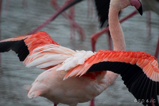 09_Camargue-101.jpg - Flamant rose