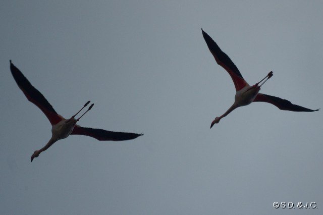 09_Camargue-127.jpg - Flamants roses