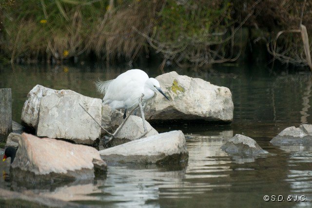 12_Camargue-083.jpg - Aigrette garzette