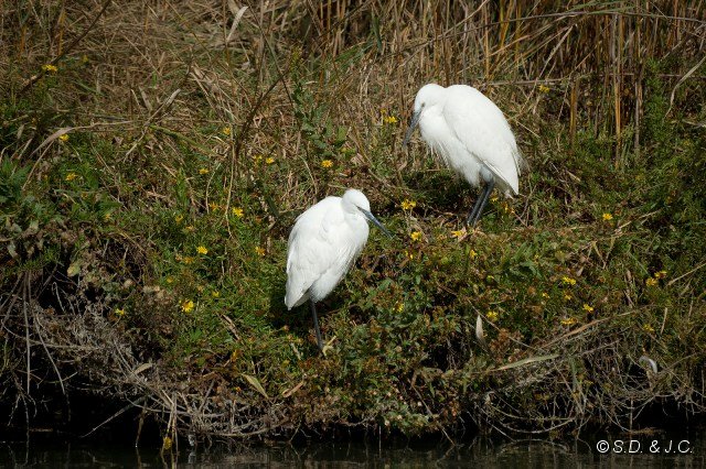 12_Camargue-085.jpg - Aigrettes garzettes