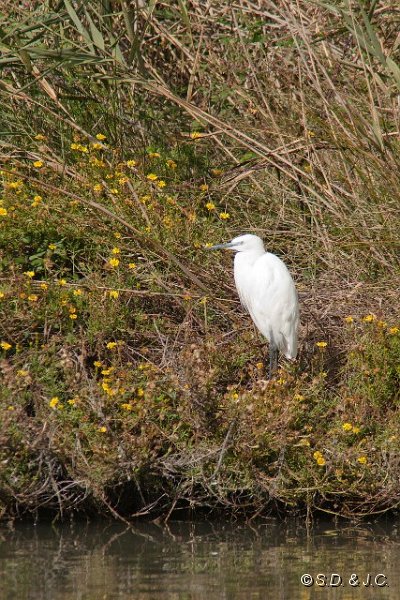 13_Camargue-082.jpg - Aigrette garzette