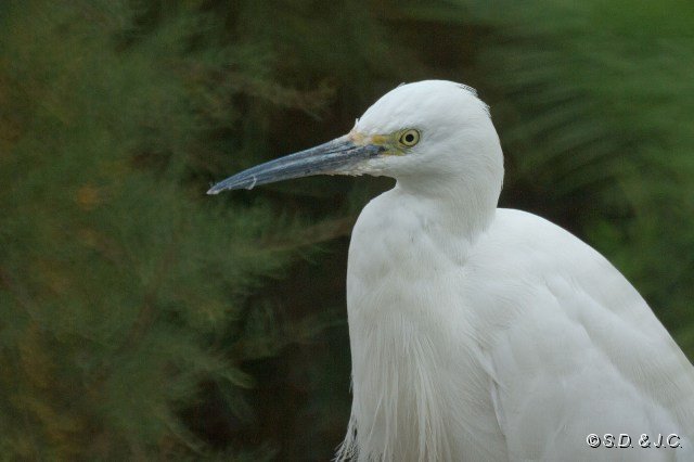 14_Camargue-099.jpg - Aigrette garzette