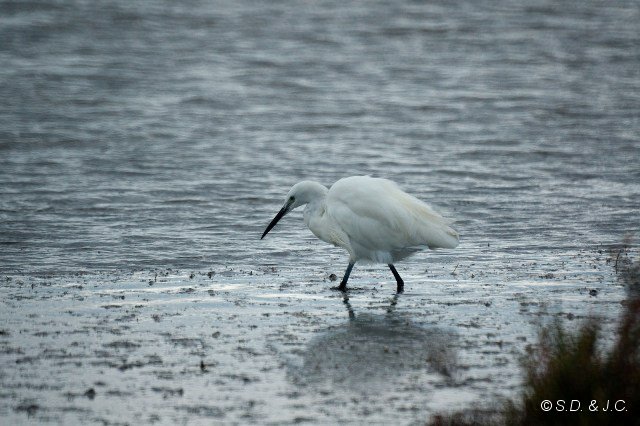 14_Camargue-110.jpg - Aigrette garzette