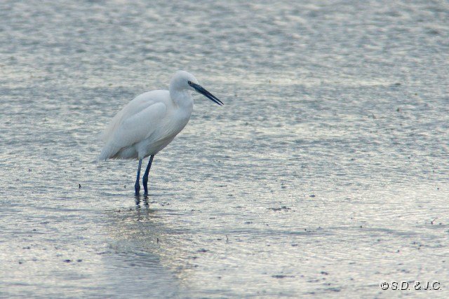 14_Camargue-113.jpg - Aigrette garzette