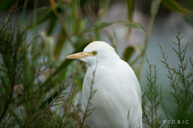 18_Camargue-103.jpg - Héron gardeboeufs