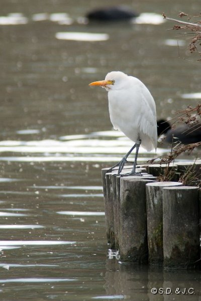 18_Camargue-104.jpg - Héron gardeboeufs