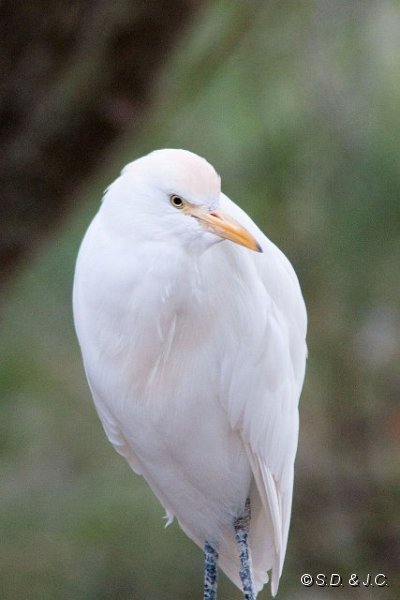 18_Camargue-118.jpg - Héron gardeboeufs