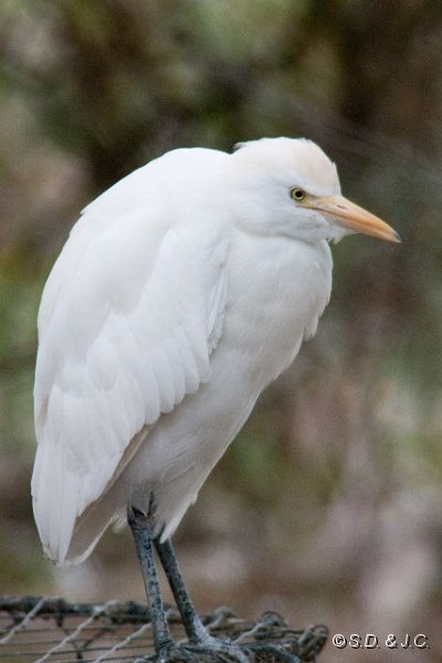 18_Camargue-119.jpg - Héron gardeboeufs