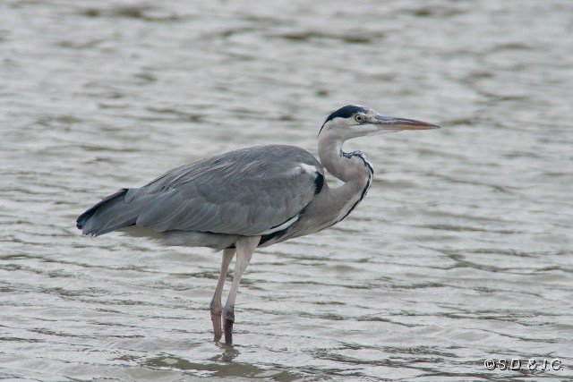 20_Camargue-100.jpg - Héron cendré