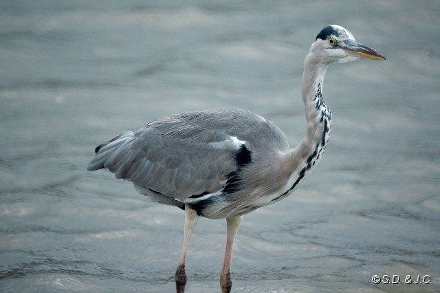 20_Camargue-102.jpg - Héron cendré