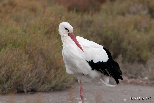 21_Camargue-107.jpg - Cigogne blanche