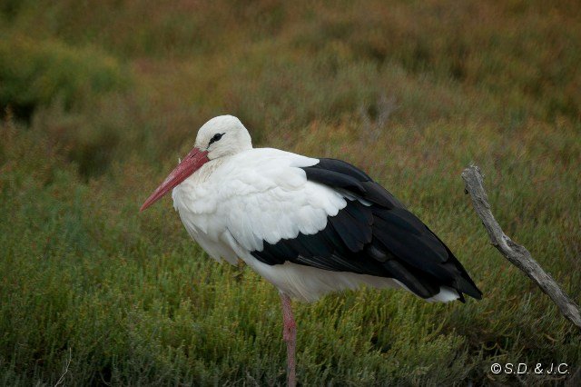 21_Camargue-108.jpg - Cigogne blanche