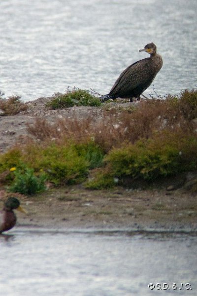 22_Camargue-112.jpg - Grand Cormoran