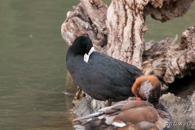 23_Camargue-084.jpg - Foulque macroule et Nette rousse