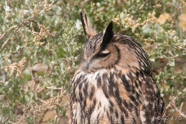 25_Camargue-076.jpg - Grand-duc d'Europe (volières des oiseaux blessés et soignés)