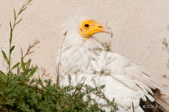 25_Camargue-081.jpg - Vautour percnoptère (volières des oiseaux blessés et soignés)