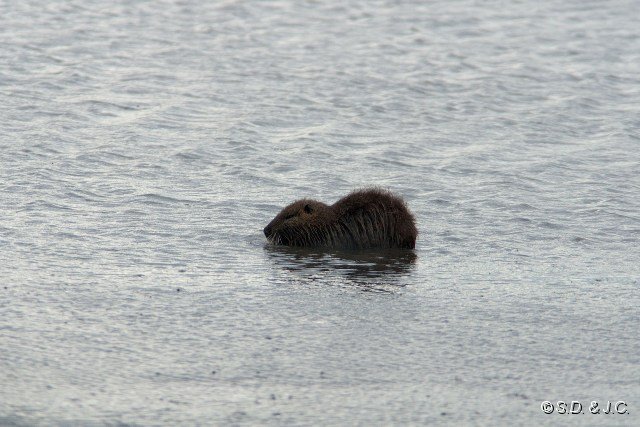 26_Camargue-115.jpg - Ragondin (Myocastor coypu)