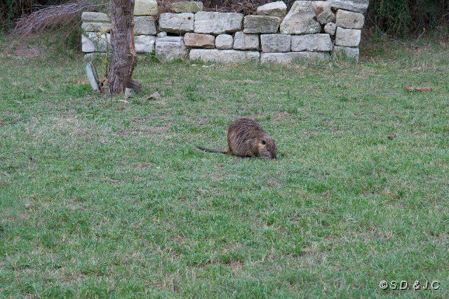 26_Camargue-128.jpg - Ragondin (Myocastor coypu)