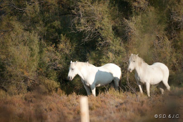 30_Camargue-135.jpg - Chevaux camarguais