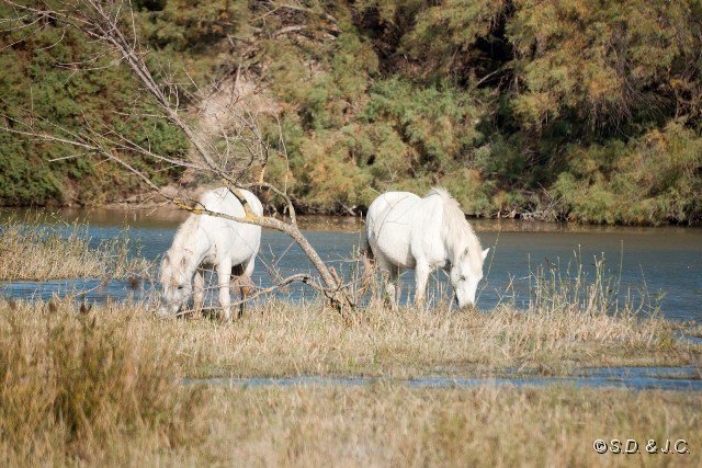 30_Camargue-143.jpg - Chevaux camarguais