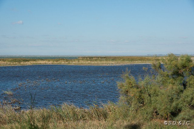 30_Camargue-150.jpg - Etang de Vaccarès