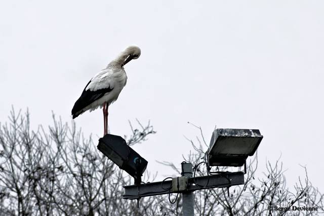 x51_DSC08394_DxOt.jpg - Sur un lampadaire du Centre Sita - Lewarde (17/1/2011)