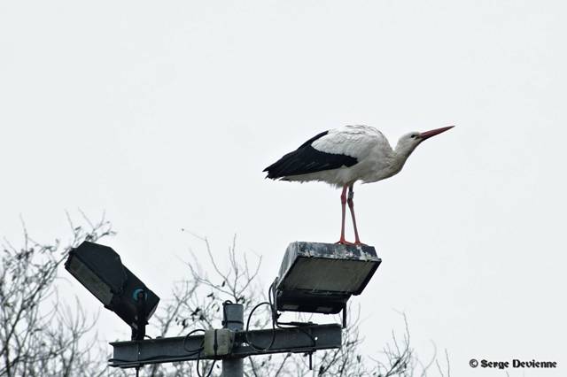 x51_DSC08445_DxOt.jpg - Sur un lampadaire du Centre Sita - Lewarde (17/1/2011)