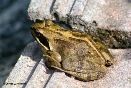 GFbat_DSC03881txw.jpg - Grenouille rousse