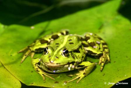 GFbat_DSC05229txw.jpg - Grenouille verte