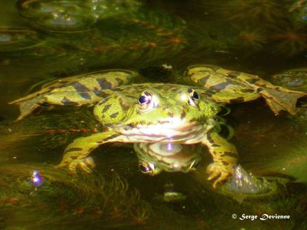 GFbat_DSCN0305mw.JPG - Grenouille verte