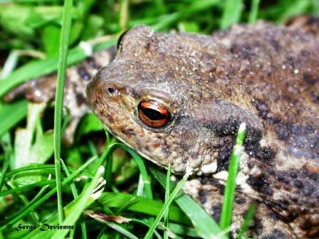 GFbat_DSCN0395mw.JPG - Crapaud commun