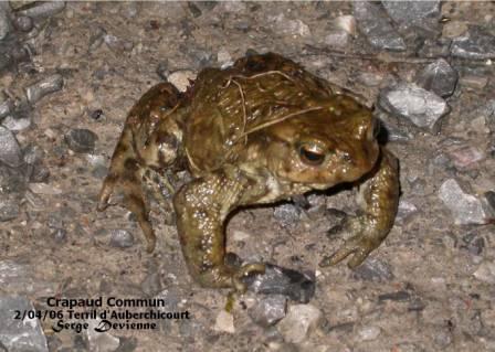 GFbat_DSCN6633dtxw.jpg - Crapaud commun