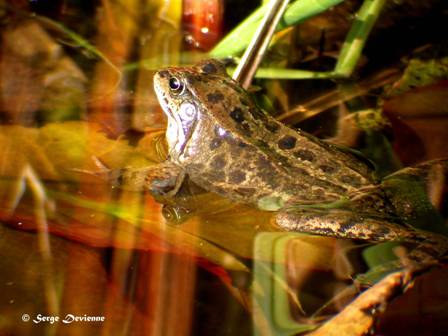 GFbat_DSCN9930rw.jpg - Grenouille rousse