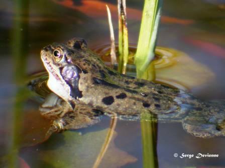 GFbat_DSCN9979mw.JPG - Grenouille rousse