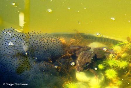 bagb_DSC04713d.jpg - Pontes en amas de Grenouilles rousses (la femelle pond de 1 500 à 4 000 ufs)...