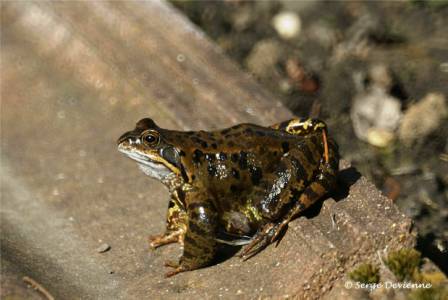 bagb_DSC04760d.jpg - Grenouille rousse