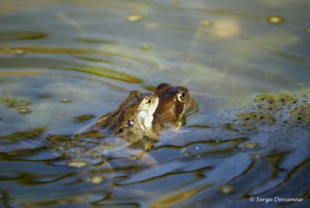 bagb_DSC04805.JPG - Grenouilles rousses